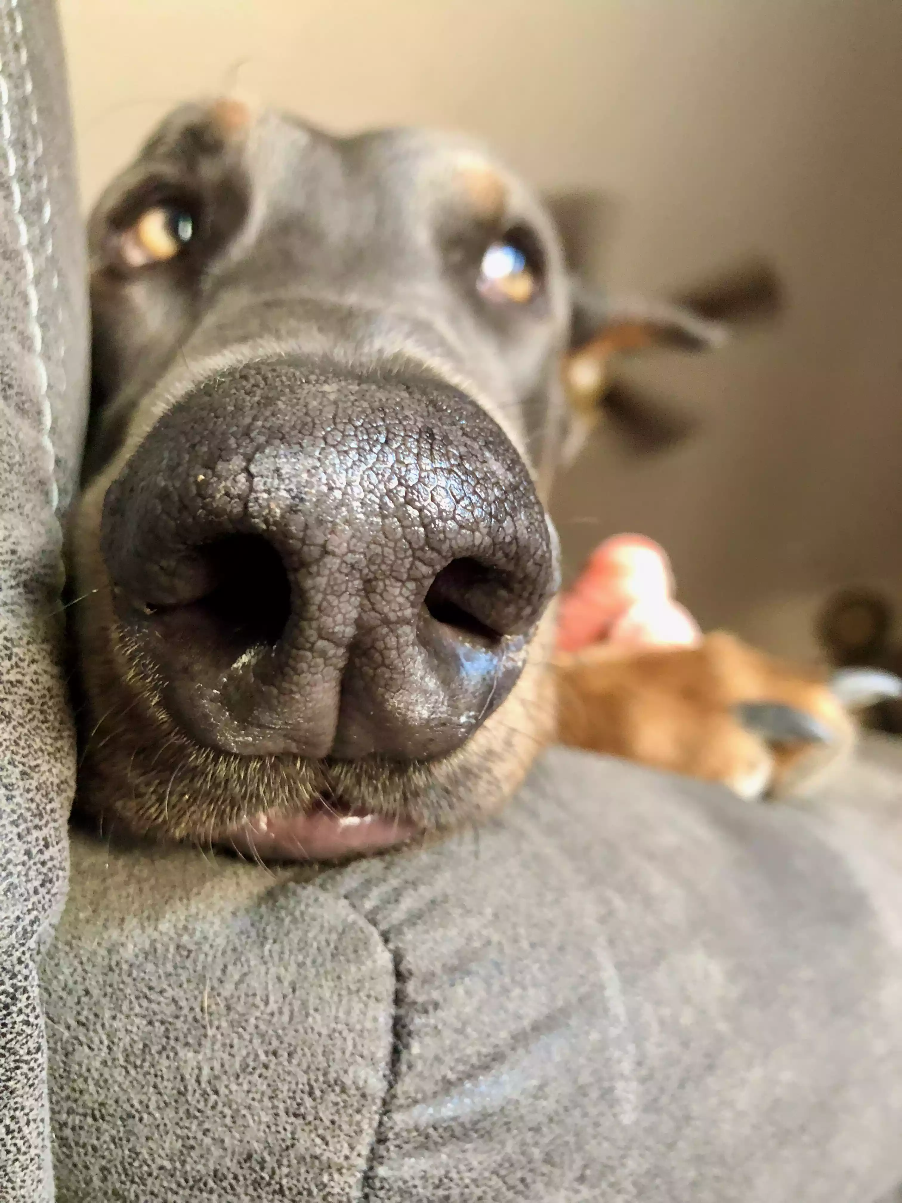 A close up of a dog laying on a couch