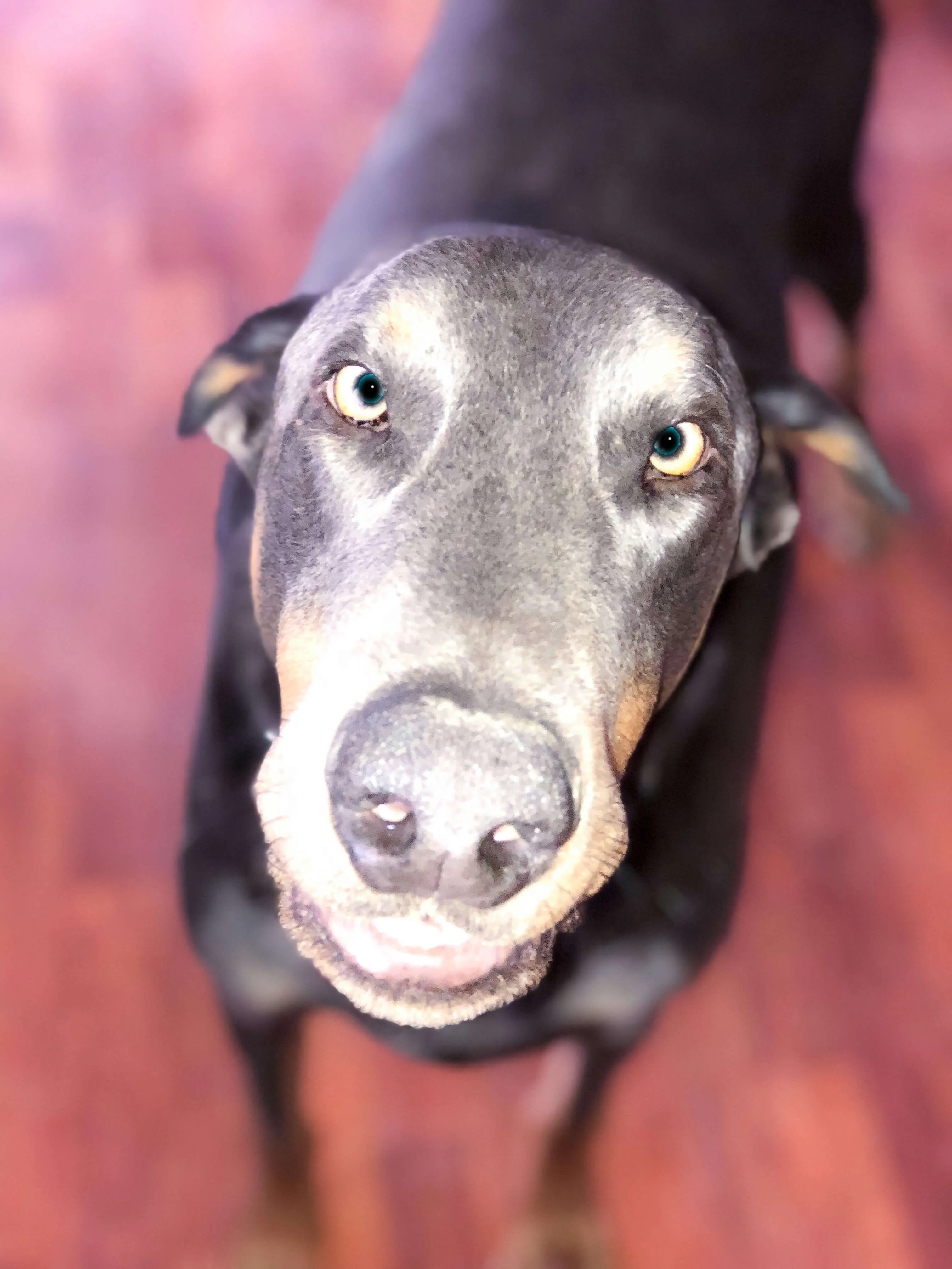 A close up of a dog on a wooden floor